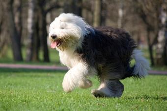 Old english sheepdog running on a field