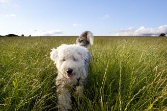 Old english sheepdog puppy