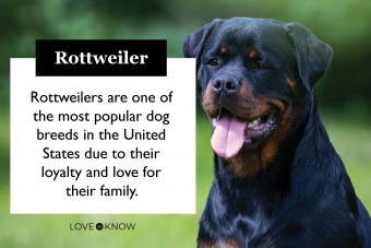 Rottweiler breed card