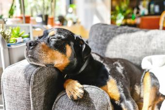 Rottweiler Puppy Lounging Indoors on Couch with Head on Armrest