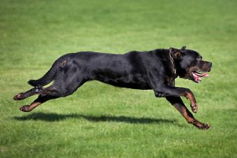 Rottweiler running in garden