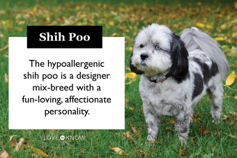 Shih Poo Breed Card