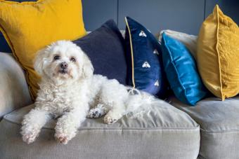 Shih-Poo dog relaxing on a sofa at home