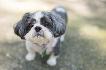 Shih-Poo dog standing on field