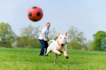 Man with Bull Terrier in park, dog chasing ball