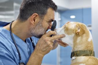 dog getting eyes examined at veterinarians office