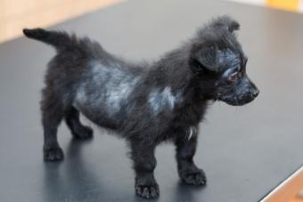 puppy dog with mange
