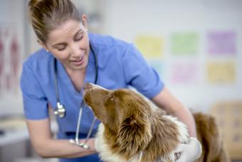 Vet giving dog a checkup