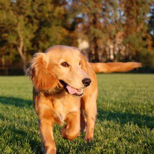 Dog enjoying the summer