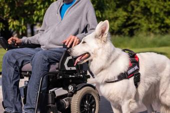 service dog assisting disabled man in wheelchair