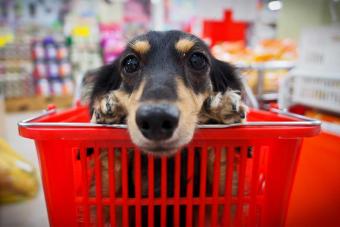dog in basket at store