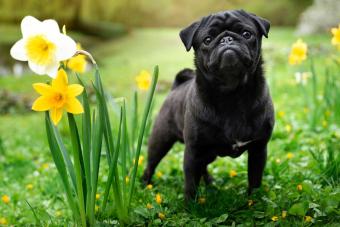 black pug in grass
