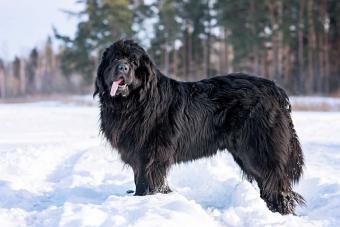 black newfoundland