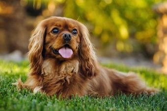 Cavalier King Charles Spaniel