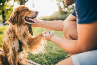 Guy and his dog, golden retriever