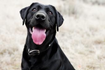 Happy black lab dog with enthusiastic expression