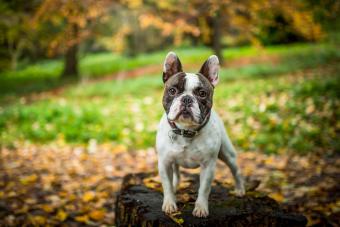 A French Bulldog standing in an Autumnal setting