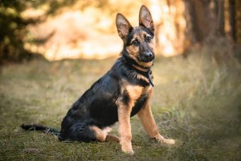 Portrait of a young german shepherd dog