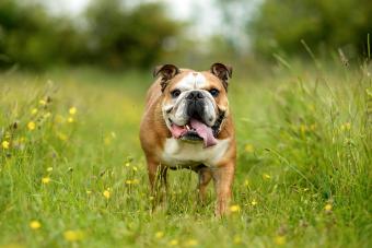 English bulldog on a meadow