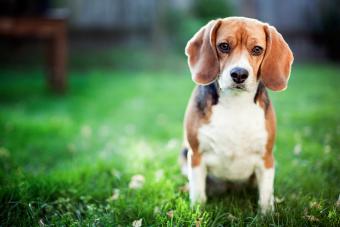 Cute Beagle At Park