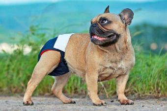 French Bulldog dog wearing fabric period diaper pants