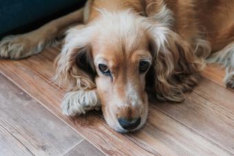 sad dog, bad mood, lie down and rest, pensive pet, animal is sick