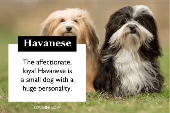 Havanese Dog Characteristics