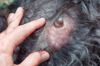 Veterinarian shows metastases mastitis on the chest of an animal