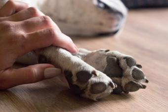 Hands holding paws dog