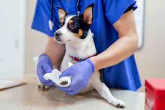 dog getting paw bandaged at vet