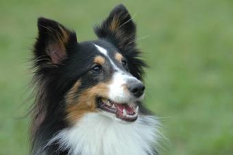 Training Dogs To Pee Outside