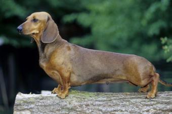 Smooth Coat Miniature Dachshund