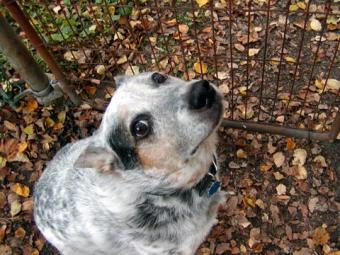 Dog sitting by the gate