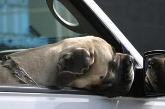 Mastiff's head sticking out of a car window