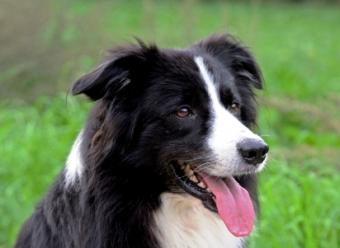 Border Collie