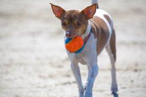 Rat Terrier