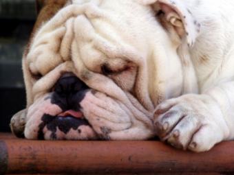 Bulldog is one of the most popular dog breeds