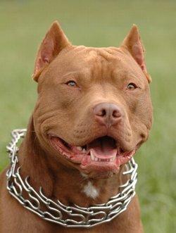 Pitbull