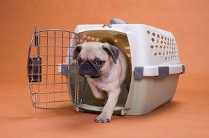 Dog in crate