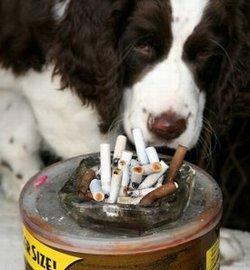 Dog and cigarettes