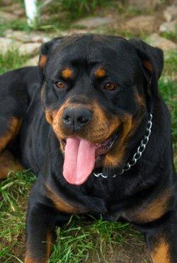 Beautiful Rottweiler