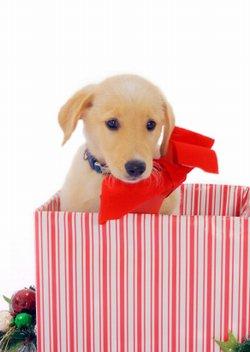 Christmas puppy surprise