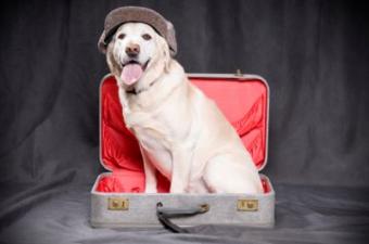 Dog in a suitcase