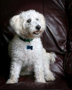 Schnoodle