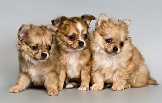 How to Sell Puppies | LoveToKnow