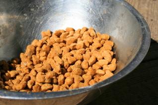 Bowl of dog food