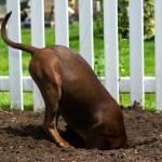 Digging dog