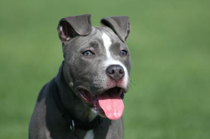 pitbull blue puppies american dogs terrier color terriers variations rare most