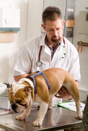 Vet examining a Bulldog