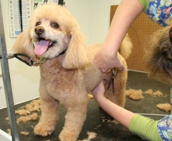 Dog on a grooming table